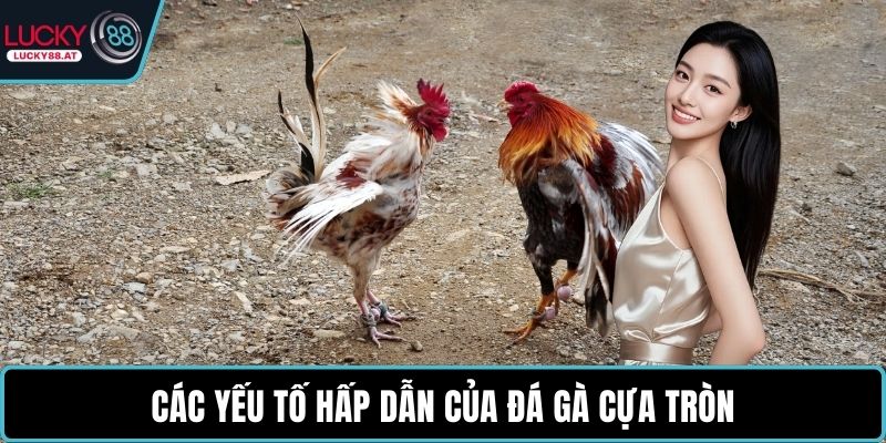 Các yếu tố hấp dẫn của đá gà cựa tròn