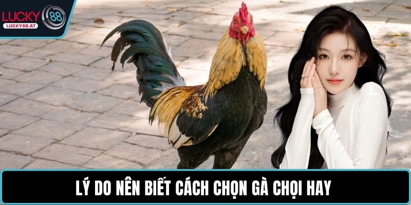 Lý do nên biết cách chọn gà chọi hay