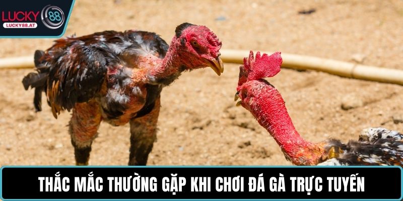 Thắc mắc thường gặp khi chơi đá gà trực tuyến