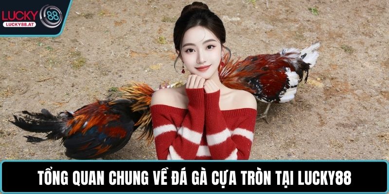 Tổng quan chung về đá gà cựa tròn tại LUCKY88